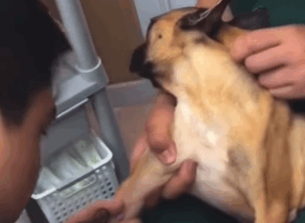 T1211005 cute animals part2