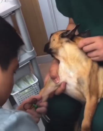 T1211005 cute animals part2