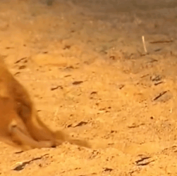 T0511019 rescued lion cub with broken legs that had been abandoned by its part2