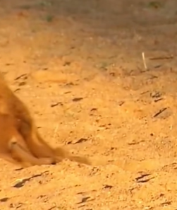 T0511019 rescued lion cub with broken legs that had been abandoned by its part2