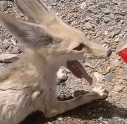 T0511031 This couple found fennec fox suffering from heatstroke and then rai part2
