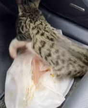 T2811014 cat was attacked by pack of dogs, so went to his rescue part2