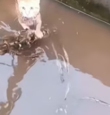 T2811013 kitten fell into water cried help.I pulled him out part2