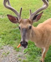 T2811015 man rescued buck when he fishing then #rescue #help #animal part2