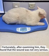 T2811012 An injured white cat was abandoned on roadside, rescued it_part2