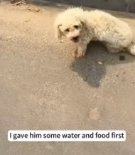 T2811010 little Bichon Frise was kicked away by noodle shop owner _part2