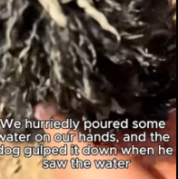 T2811007 #straydog #viralviedo #lonelydog #lovememode #spayandneuter #abandoned part2