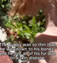 T2811008 #straydog #viralviedo #lonelydog #lovememode #spayandneuter #abandone part2