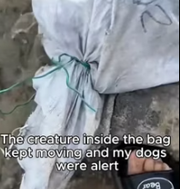 T2811005 #straydog #viralviedo #lonelydog #lovememode #spayandneuter #abandone part2