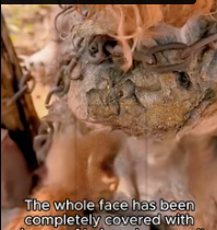 T2811002 #straydog #viralviedo #lonelydog #lovememode #spayandneuter #abandone part2