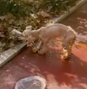 T2811003 #straydog #viralviedo #lonelydog #lovememode #spayandneuter #abandone part2