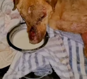 T2811004 #straydog #viralviedo #lonelydog #lovememode #spayandneuter #abandone part2