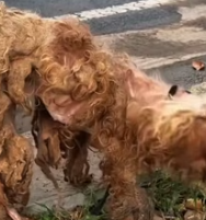 T2811006 #straydog #viralviedo #lonelydog #lovememode #spayandneuter #abandone part2