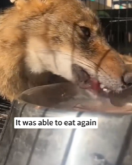 T2811037 Rescued wolf stuck in car,but #animals #fyp #rescue #wolf_part2