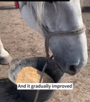 T2811034 Rescued an abandoned white horse,and then #animals #fyp #rescue #horse_part2