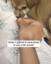 T2811036 Rescuing an abandon puppy,then #animals #fyp #rescue #puppy_part2