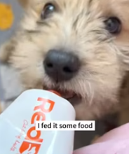 T2811035 Rescued puppy broken leg then #animals #fyp #rescue #pup…_part2