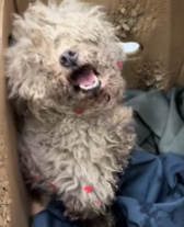 T2811030 rescued poor little dog abandoned on street.#animal #animals_part2