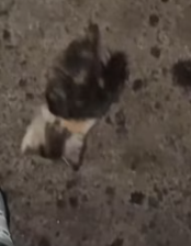 T2811031 Oh my goodness,there little kitten lost his mom!#annmal #animals_part2