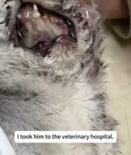 T2811032 On my way home, found pitiful cat.#annmal #animals #rescue #save…_part2