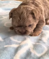 T2811028 My dog found an abandoned puppy in cave.#animal #animals #puppy_part2