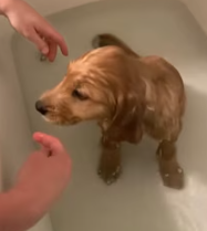 T2811027 My husband rescued drowning puppy.#animal #animals #puppy #dog #pet…_part2