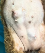 T2811026 rescued injured stray puppy by roadside#help #rescue #animal_part2