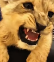 T2811024 My husband found homeless lion cub outdoors #help #rescue #animal_part2