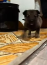 T2811023 came across an adorable little puppy on my way home #help #rescue_part2