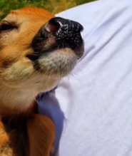 T2811022 rescued deer fell into ditch when was running _part2