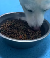 T2811017 found poor little puppy broken leg in wilderness part2