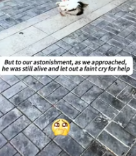 T2811018 My friend found poor little kitten struggling on wing just _part2