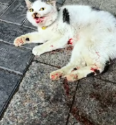 T2811019 My friend found poor little kitten struggling on wing just as t…_part2