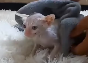 T0912036 Lost kitten luckily rescued #animal #rescueanimals #animalsoftiktok