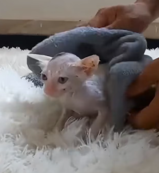 T0912036 Lost kitten luckily rescued #animal #rescueanimals #animalsoftiktok