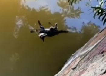 T0912038 Rescue cat fell into water #animal #rescueanimals #animalsoftiktok