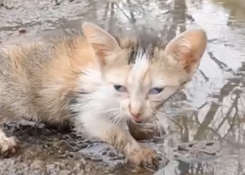 T0912039 Abandoned cat next to garbage truck rescued by man #animalsoftiktok