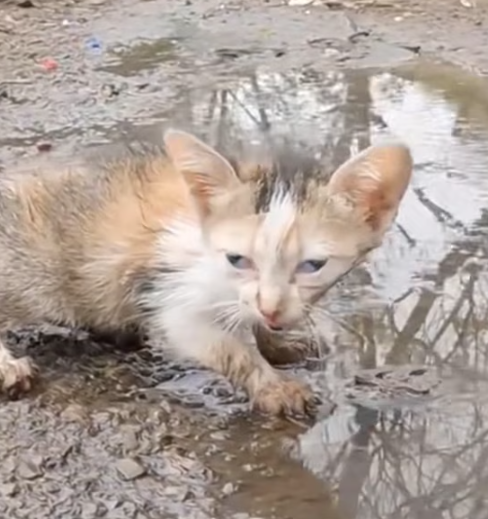 T0912039 Abandoned cat next to garbage truck rescued by man #animalsoftiktok