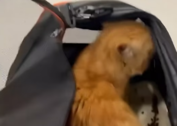 T0912040 Cat stuck in high place was lucky to be saved #animal #rescueanimals