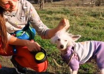 T1612001 Rescue poor homeless dog#animals #rescue #dog #puppy #dog