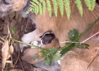 T1612002 Rescue abandoned dog family #resgateanimal #rescuepuppy #pet #