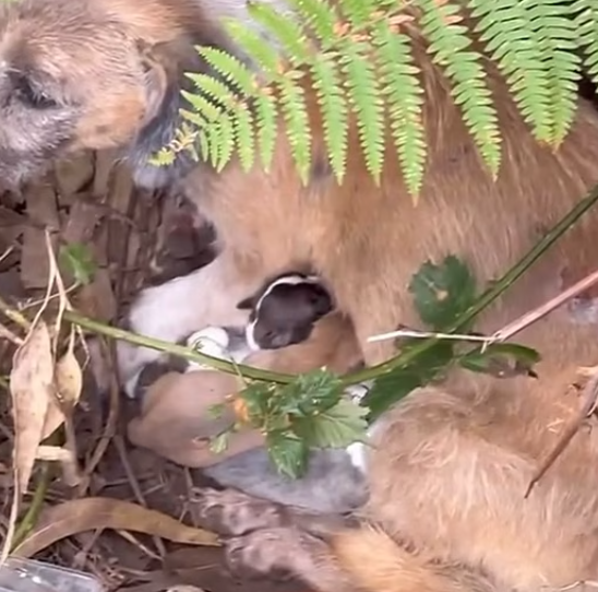 T1612002 Rescue abandoned dog family #resgateanimal #rescuepuppy #pet #