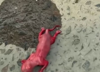 T1612003 Under boy efforts,the kitten grew up like this#animals #rescue