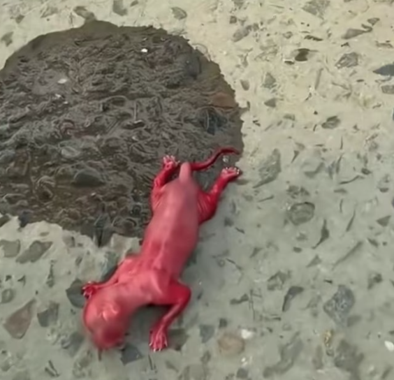 T1612003 Under boy efforts,the kitten grew up like this#animals #rescue