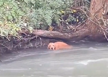 T0912006 Rescue poor dog #dog #trending #fyp #pet