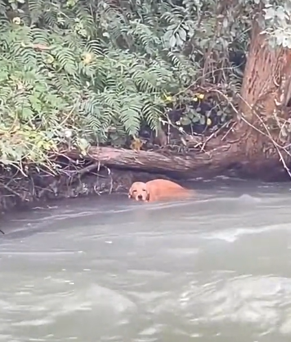 T0912006 Rescue poor dog #dog #trending #fyp #pet