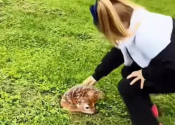 T1612004 Rescuing fawn its mother#animals #rescue #rescueanimals #deer