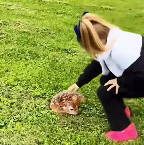 T1612004 Rescuing fawn its mother#animals #rescue #rescueanimals #deer