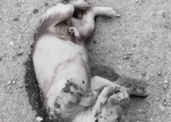 T1612006 Rescue dog#rescue #animals #rescueanimals #puppy #dog