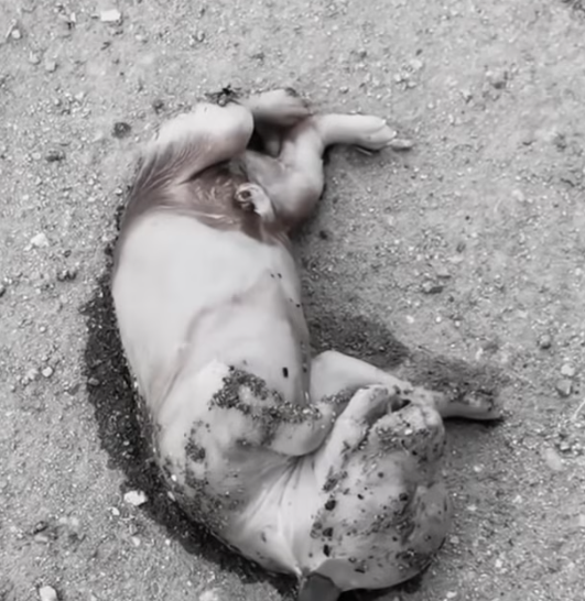 T1612006 Rescue dog#rescue #animals #rescueanimals #puppy #dog